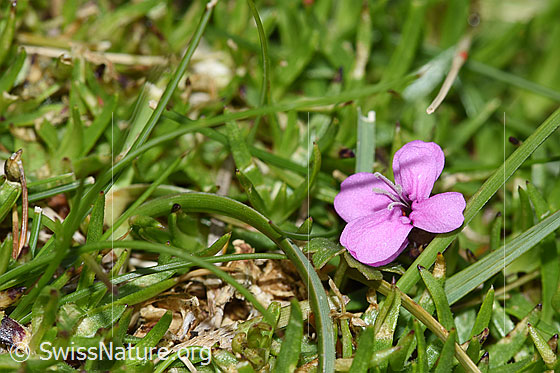 Foto: Kalk-Polsternelke (Silene acaulis). Blüte und Blätter.