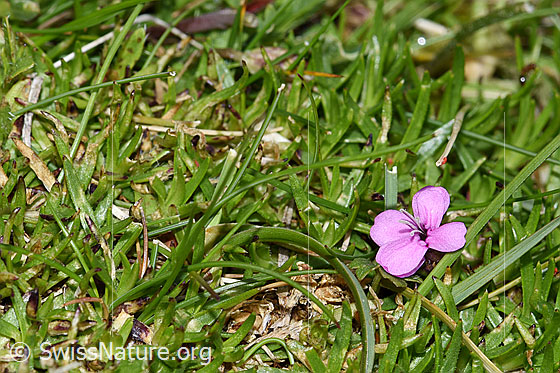 Foto: Kalk-Polsternelke (Silene acaulis). Blüte und Blätter.