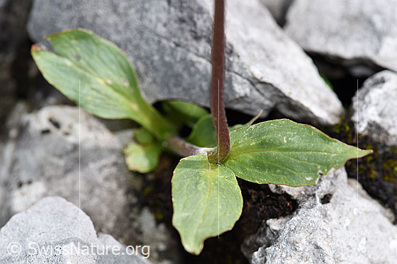 Photo: Valeriana montana. Leaves.