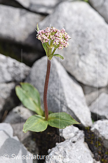Photo: Valeriana montana. Whole plant (habiti).