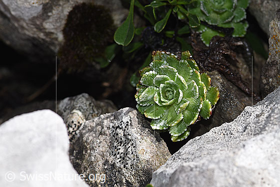 Foto: Trauben-Steinbrech (Saxifraga paniculata). Blattrosette.
