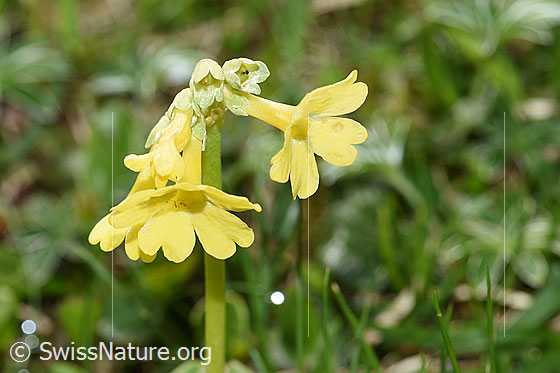 Foto: Flühblümchen (Primula auricula). Blüten.
