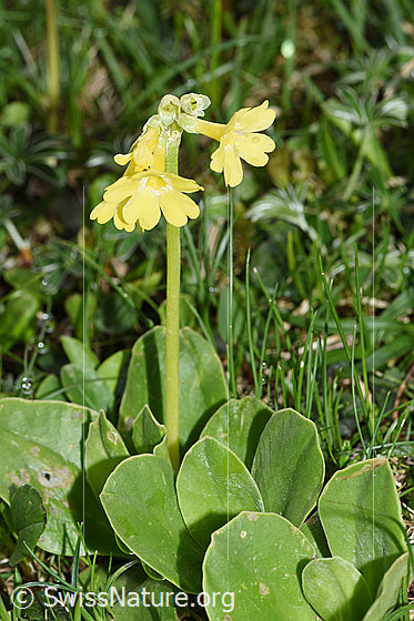 Foto: Flühblümchen (Primula auricula). Ganze Pflanze (Habitus).