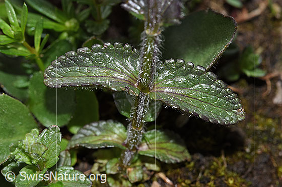 Photo: Bartsia alpina. Stem and leaves.