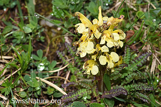 Buntes Läusekraut (Pedicularis oederi)