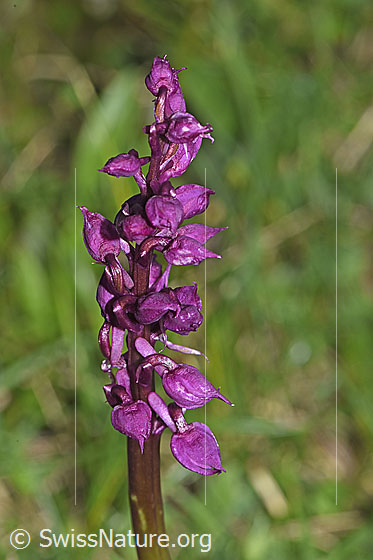 Foto: Männliches Knabenkraut (Orchis mascula). Blütenstand.
