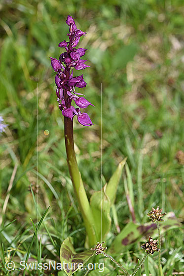Foto: Männliches Knabenkraut (Orchis mascula). Ganze Pflanze (Habitus).