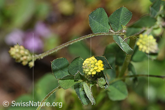 Foto: Hopfenklee (Medicago lupulina). Blüte, Stängel und Blätter.