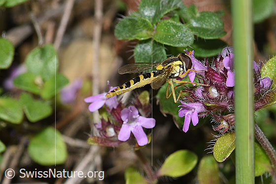 Foto: Gewöhnliche Langbauchschwebfliege (Sphaerophoria scripta) an Vielhaariger Thymian (Thymus polytrichus). Ansicht von der Seite.