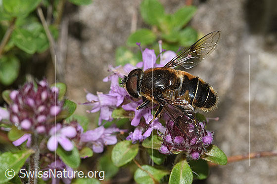 Foto: Garten-Keilfleckschwebfliege (Eristalis horticola) an Vielhaarigem Thymian (Thymus praecox ssp. polytrichus). Länge 11 - 15mm. Männchen. Wird auch Eristalis lineata genannt. Ansicht von seitlich oben.