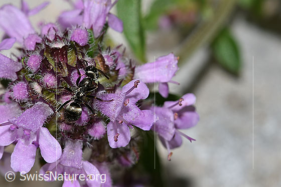 Foto: Wahrscheinlich Grauschwarze Sklavenameise (Formica fusca) auf Vielhaariger Thymian (Thymus praecox ssp. polytrichus). Länge 4.5 - 7.5mm. Ansicht von oben.