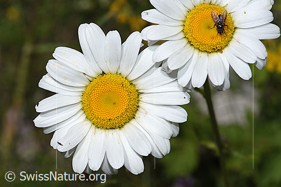 Photo: Probably Leucanthemum vulgare. Blossom.