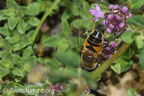 Photo: Eristalis pertinax on Thymus praecox ssp. polytrichus. Length 11 - 16mm. Female. View from behind top.