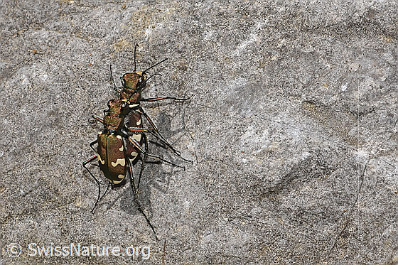 Photo: Cicindela sylvicola. Mating. View from diagonally above.