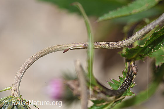 Photo: Carduus defloratus ssp. defloratus. Stem.