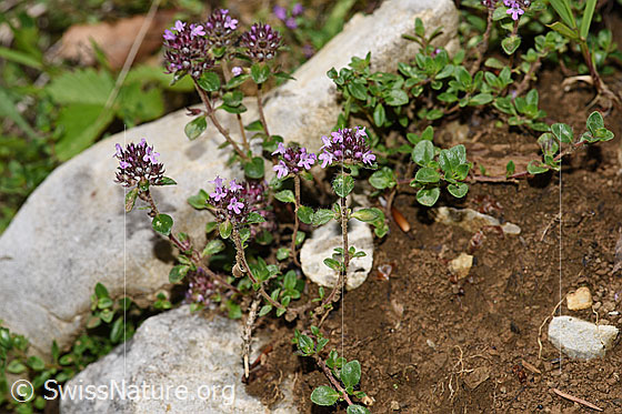 Photo: Probably Thymus polytrichus. Whole plant (habiti).