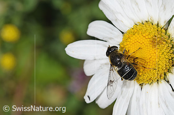 Photo: Eristalis rupium on Leucanthemum vulgare. Length 9 - 13mm. Female. View from above.