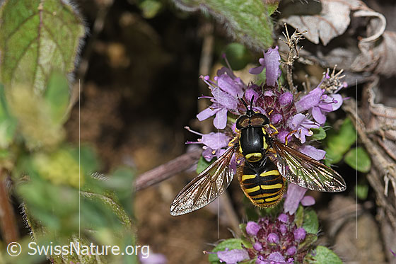 Foto: Gemeine Wespenschwebfliege (Chrysotoxum cautum) auf Vielhaarigem Thymian (Thymus praecox ssp. polytrichus). Länge 10 - 15mm. Männchen. Flügel geöffnet. Ansicht von oben.