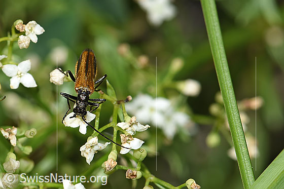Photo: Oedemera femorata on flower. Length 8 - 10mm. Female. View from the front.
