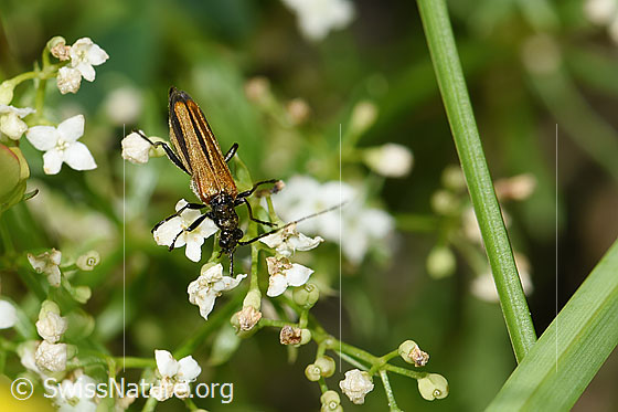 Photo: Oedemera femorata on flower. Length 8 - 10mm. Female. View from top front.