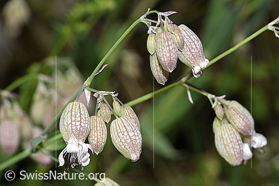 Photo: Silene vulgaris. Flowers and fine stems.