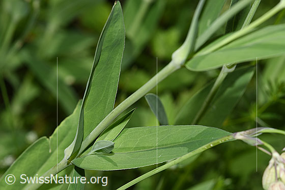 Photo: Silene vulgaris. Leaves and stem.