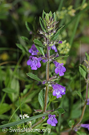 Photo: Probably Acinos arvensis. Blossoms, stem and leaves.