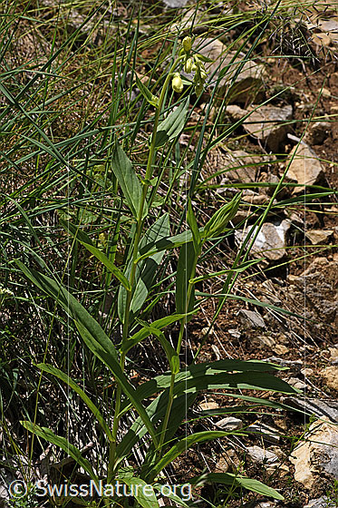 Foto: Gelber Fingerhut (Digitalis lutea). Ganze Pflanze (Habitus).
