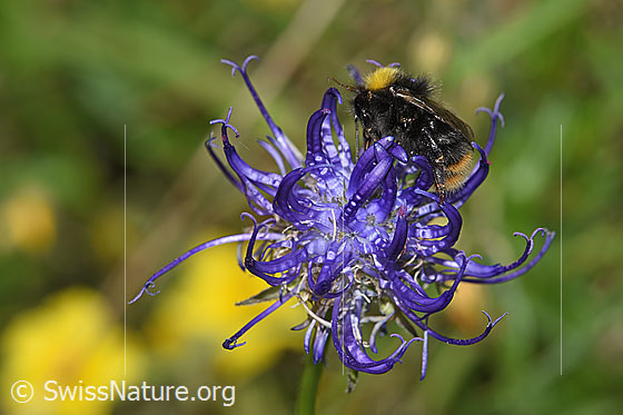 Foto: Wahrscheinlich Distelhummel (Bombus soroeensis) auf Rundköpfiger Rapunzel (Phyteuma orbiculare). Länge 10 - 14mm. Weibchen. Auch Glockenblumen-Hummel genannt. Ansicht von der Seite.