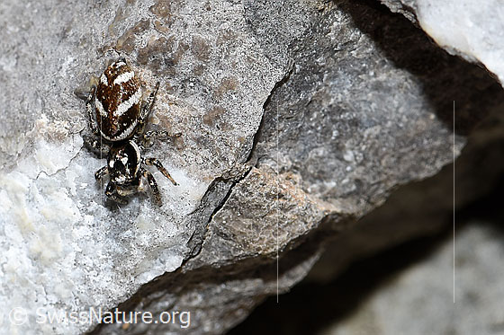 Photo: Salticus scenicus. View from diagonally above.