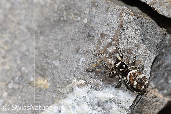 Photo: Salticus scenicus. View from above.