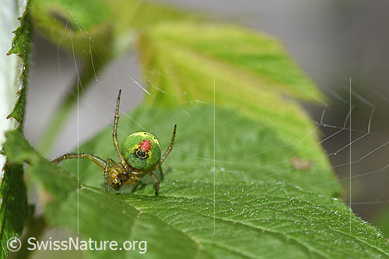 Photo: Araniella cucurbitina. View from behind.