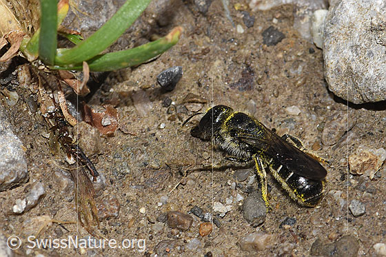 Foto: Hahnenfuss-Scherenbiene (Chelostoma florisomne). Länge 7 - 11mm. Weibchen. Ansicht von seitlich hinten oben.