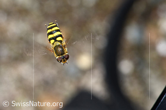 Photo: Syrphus ribesii. Length 9-13mm. In flight. View from above.