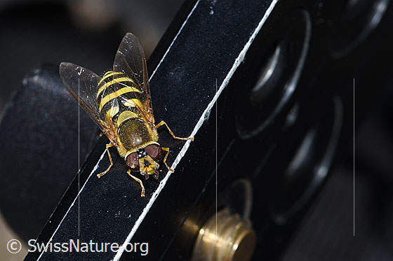 Photo: Syrphus ribesii. Length 9-13mm. On the photographer