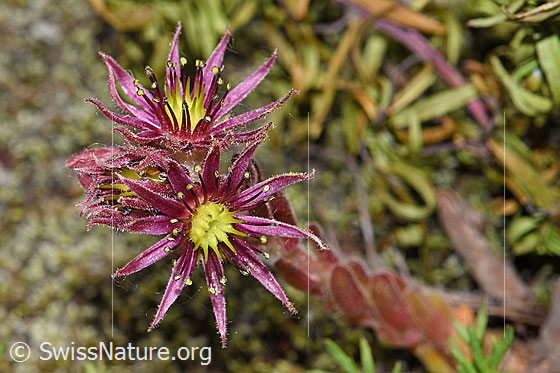 Photo: Sempervivum montanum. Blossoms.