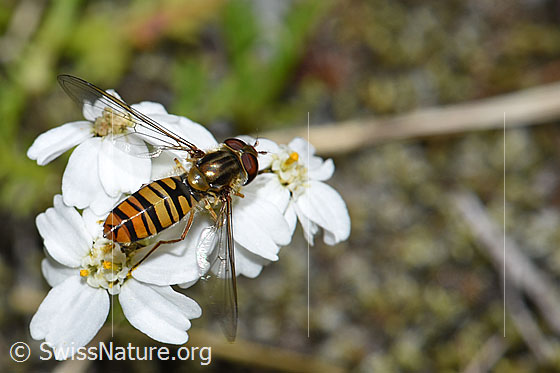 Foto: Hainschwebfliege (Episyrphus balteatus) auf Moschus-Schafgarbe (Achillea erba-rotta). Flügel ausgeklappt. Ansicht von hinten oben.