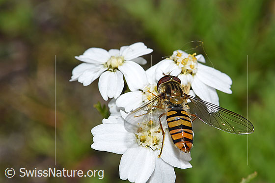Photo: Episyrphus balteatus on Achillea erba-rotta. Wings unfolded. View from diagonally above.