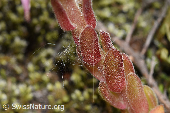 Photo: Sempervivum montanum. Stem.