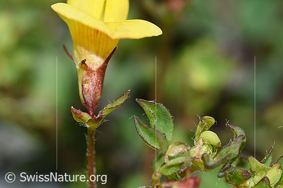 Foto: Alpen-Hornklee (Lotus alpinus). Kelch und Blätter.