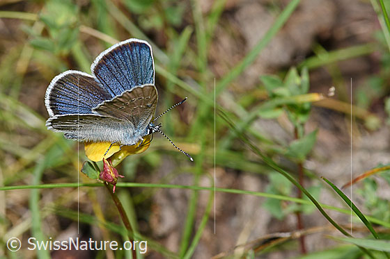 Photo: Probably Cyaniris semiargus on Lotus alpinus. Male. Wings slightly open. View from diagonally above.