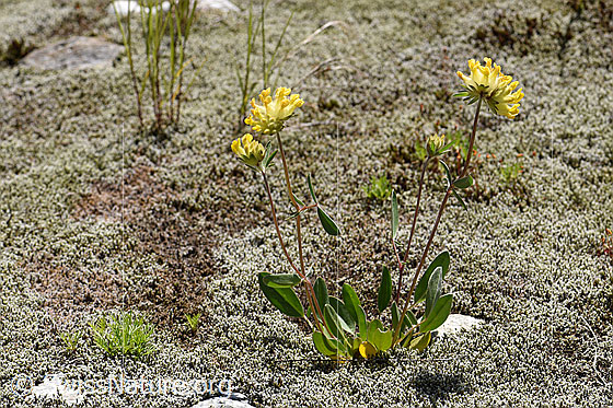 Photo: Anthyllis vulneraria ssp. alpestris. Whole plant (habiti).