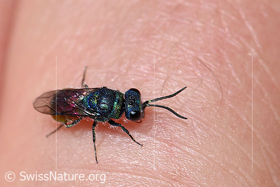 Chrysis mediata (Goldwespe)