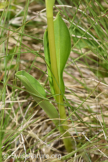 Foto: Weisszunge (Pseudorchis albida). Stängel und Blätter.