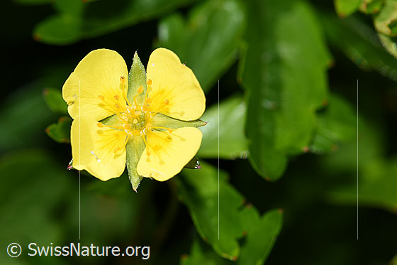 Foto: Blutwurz (Potentilla erecta). Blüte.