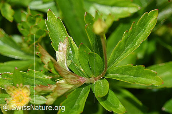 Foto: Blutwurz (Potentilla erecta). Stängel und Blätter.