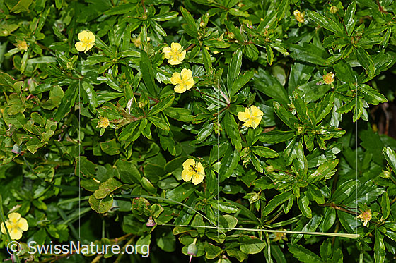 Foto: Blutwurz (Potentilla erecta). Ganze Pflanze (Habitus).