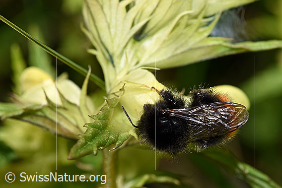 Foto: Wahrscheinlich Bergwald-Hummel (Bombus wurflenii) an Schmalblättrigem Klappertopf (Rhinanthus glacialis). Länge 13 - 16mm. Ansicht von oben.