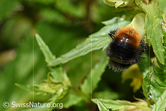 Photo: Probably Bombus wurflenii on Rhinanthus glacialis. Length 13 - 16mm. View from behind.