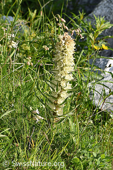 Foto: Straussblütige Glockenblume. Ganze Pflanze (Habitus).